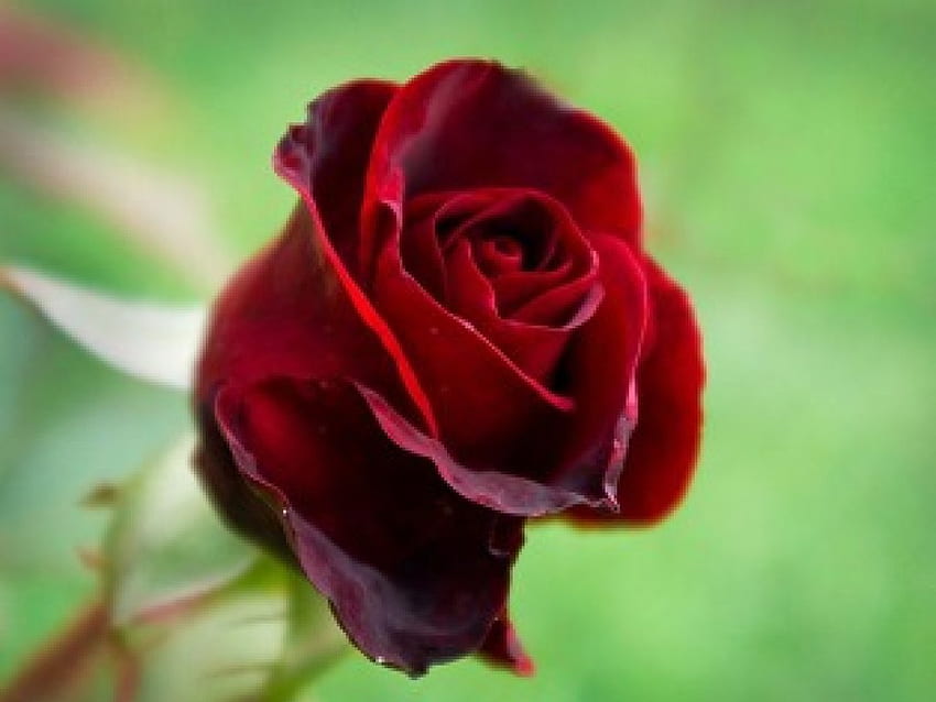 RED ROSEBUD, valentine, buds, roses, green, red, romance, blooms HD wallpaper
