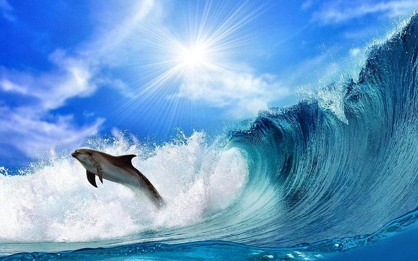 Dolphin, Cute Dolphins HD wallpaper