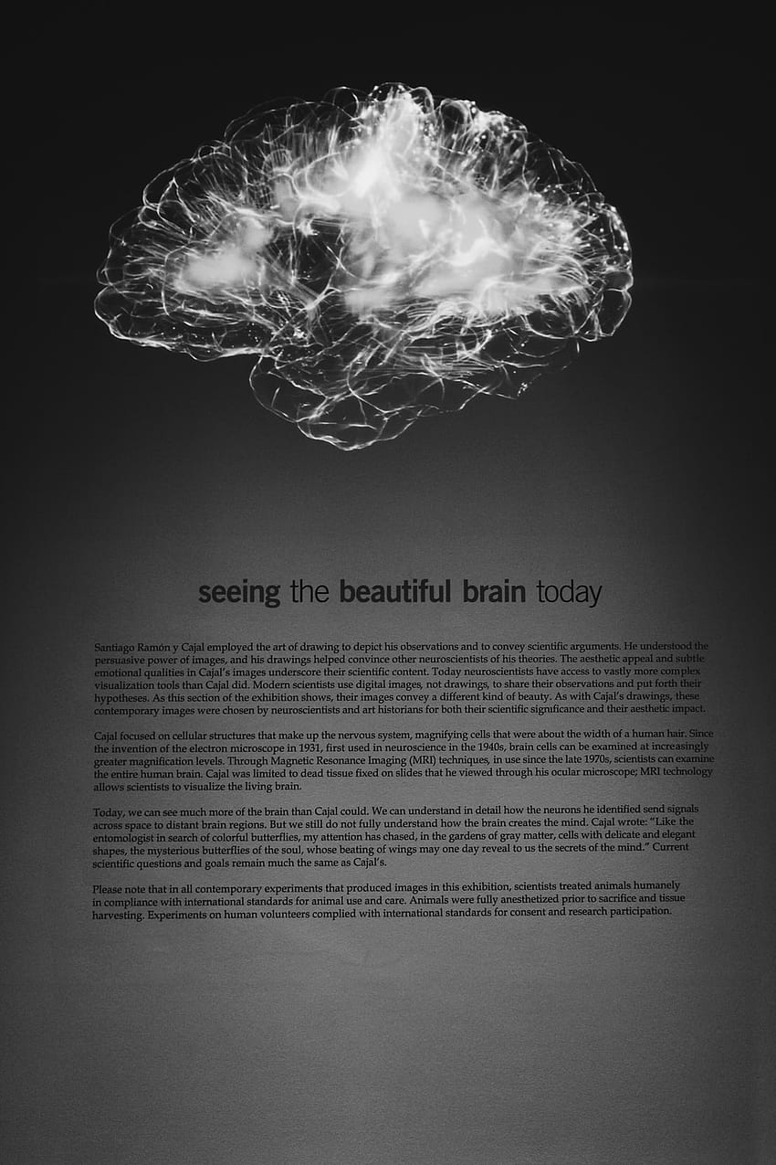 Мозък [], Мозъчна мощност HD тапет за телефон
