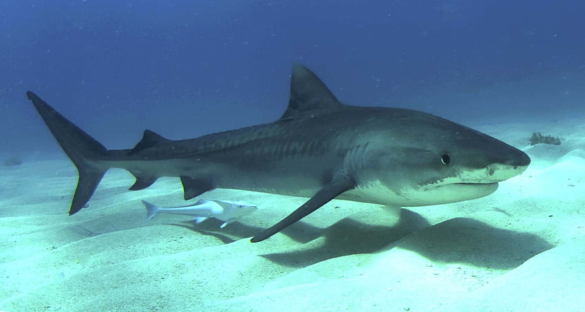 Тигрова акула и Красива акула HD тапет