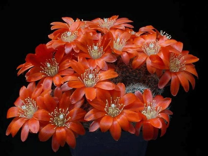 kaktus, makro, czerwony, kwiat Tapeta HD