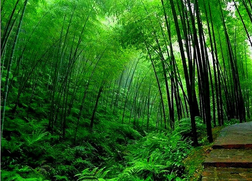 Bambus, Bambusowy Las Tapeta HD