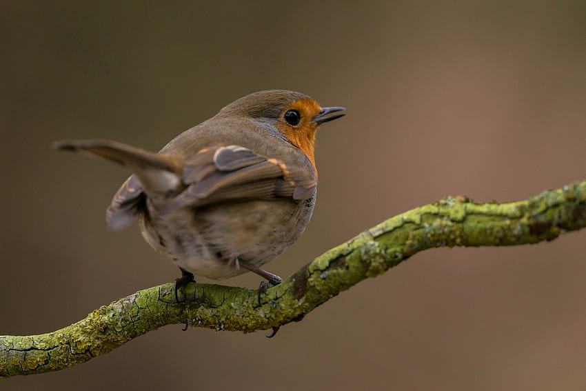 *** Robin ***, animal, birds, bird, animals HD wallpaper