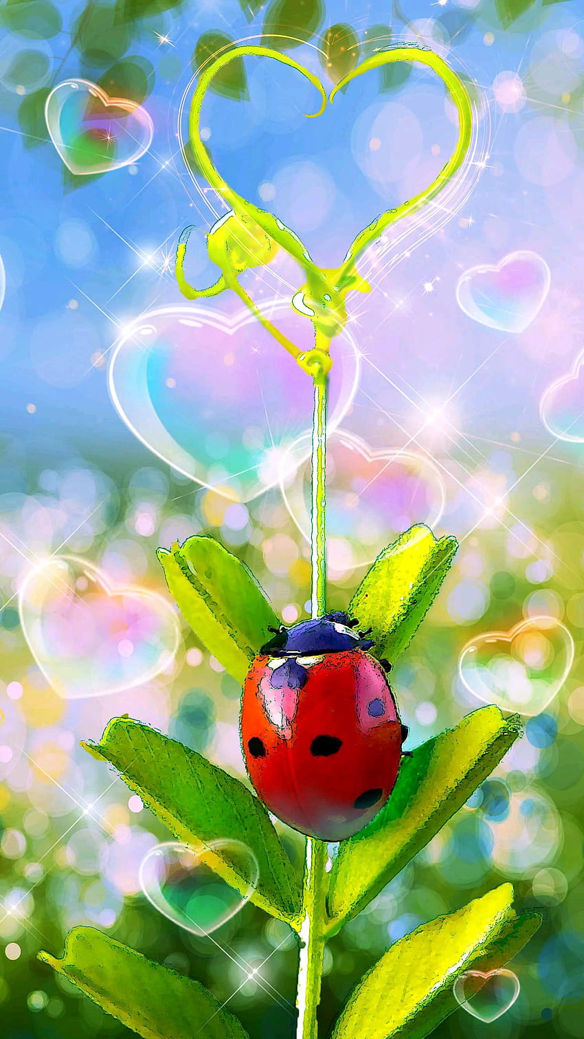 Ladybug heart, love, animal, burble HD phone wallpaper | Pxfuel