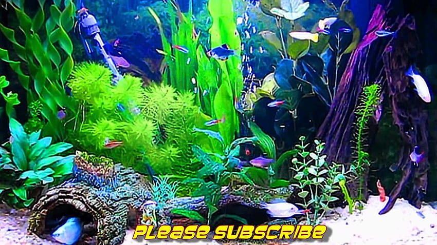 Amazing Aquarium ScreenSaver () Windows and Android - YouTube HD wallpaper