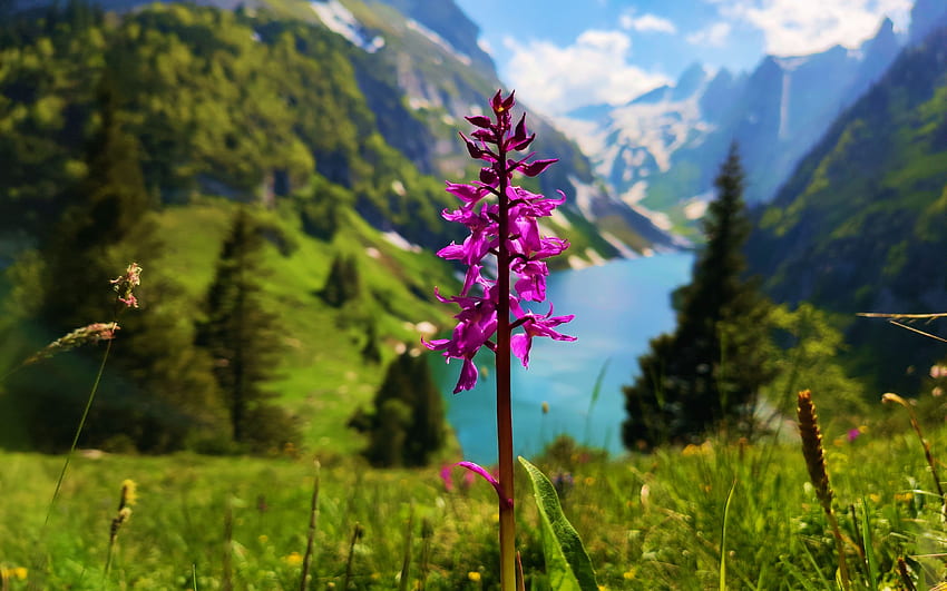 Inizio orchidea viola in Faelensee, Appenzellerland, Svizzera, valle, nuvole, cielo, alpi, montagne, lago, fiori selvaggi Sfondo HD