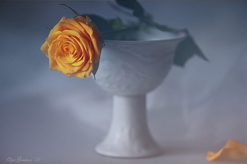 simple still life, yellow rose, art , still life, simple, white vase, beautiful HD wallpaper