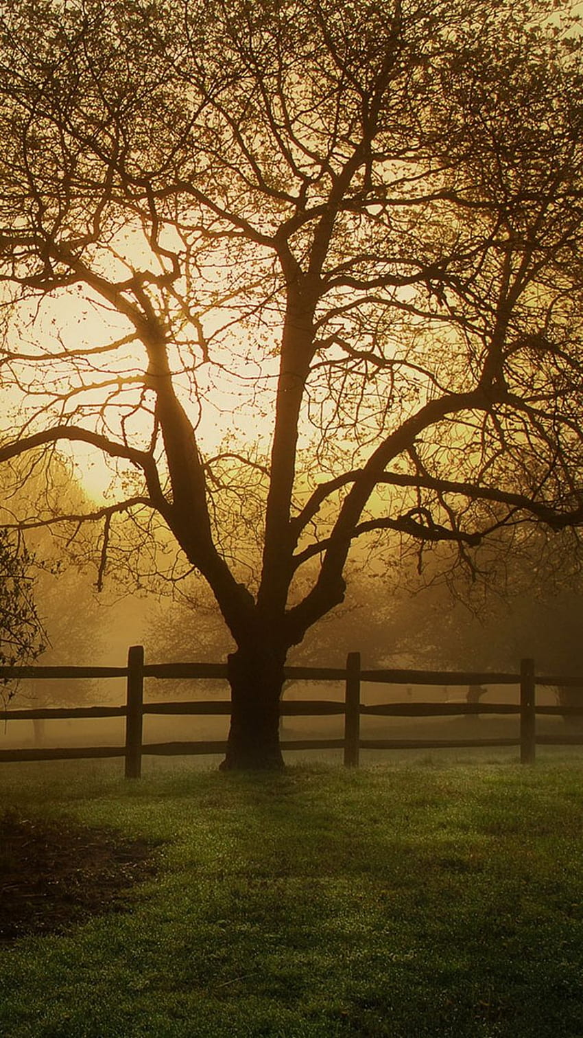 Countryside Old Farm Tree iPhone 6 - . iPhoneWalls HD phone wallpaper