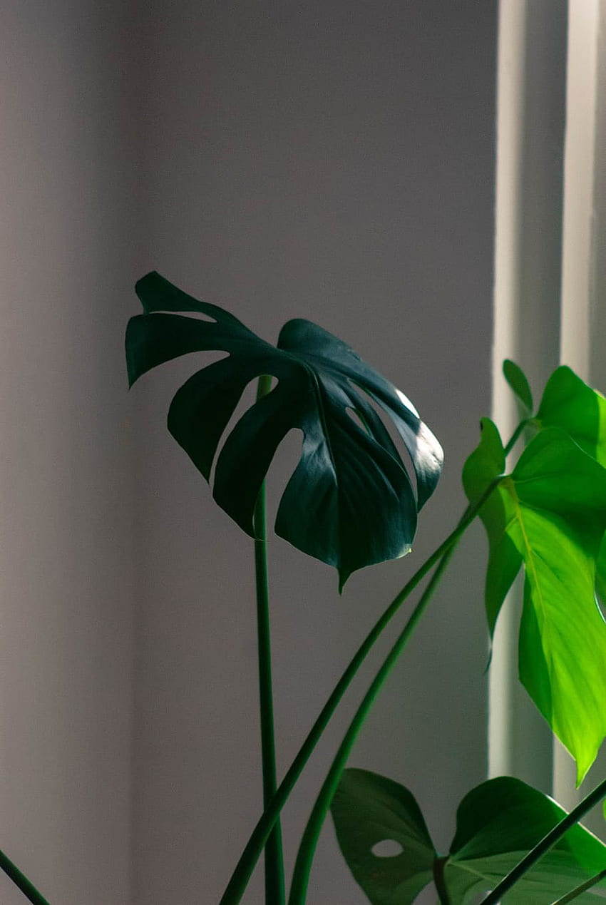 : monstera, Interior, plant stem, growth, flowering plant, leaf, Monstera iPhone HD phone wallpaper