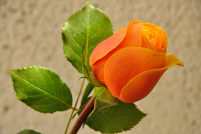 Роза в близък план, близък план, роза, листа, листенца, красив, аромат, самотен, аромат, портокал HD тапет