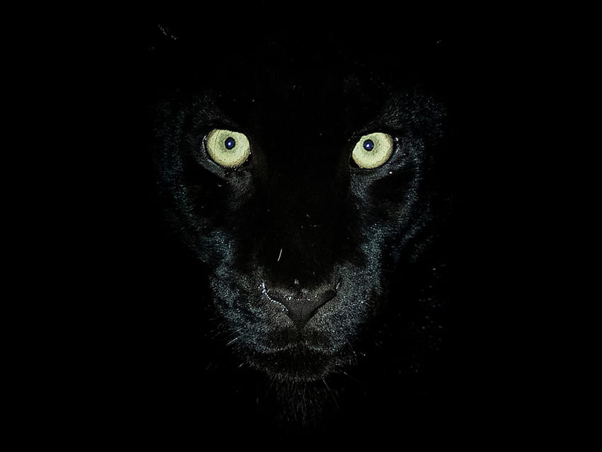 Extraordinary Rare Show Stunning Black Panther in African Wilderness, Black Panther Animal HD wallpaper