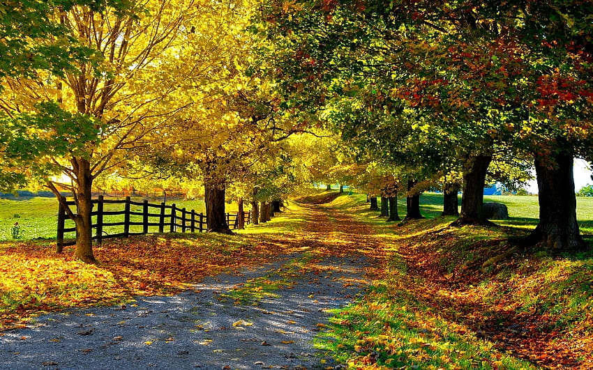 풍경, 나무, 가을 HD 월페이퍼