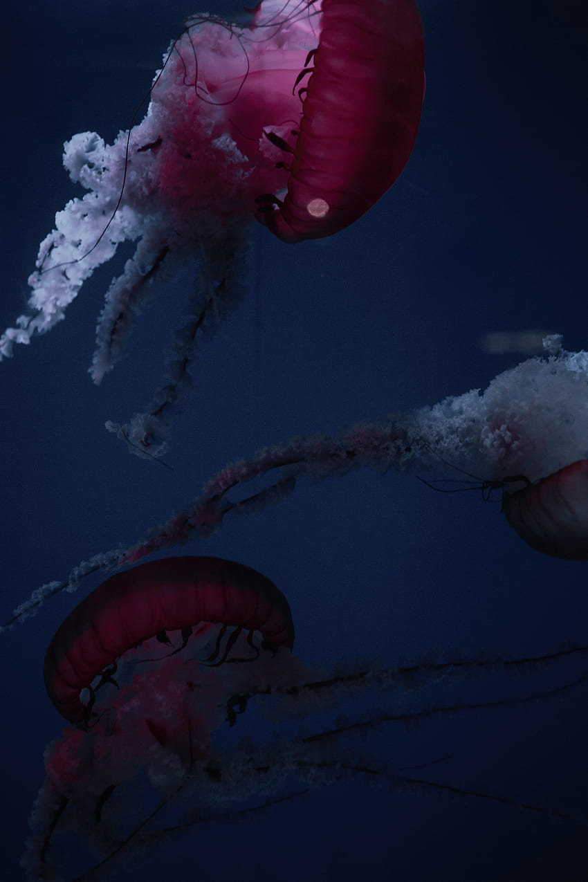 animales, medusas, tentáculos, criaturas, debajo del agua, debajo del agua fondo de pantalla del teléfono