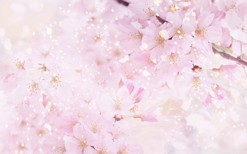 Pohon mekar ajaib, sinar matahari, sihir, sinar matahari, lembut, musim semi, pohon, merah muda, alam, bunga, selamanya Wallpaper HD