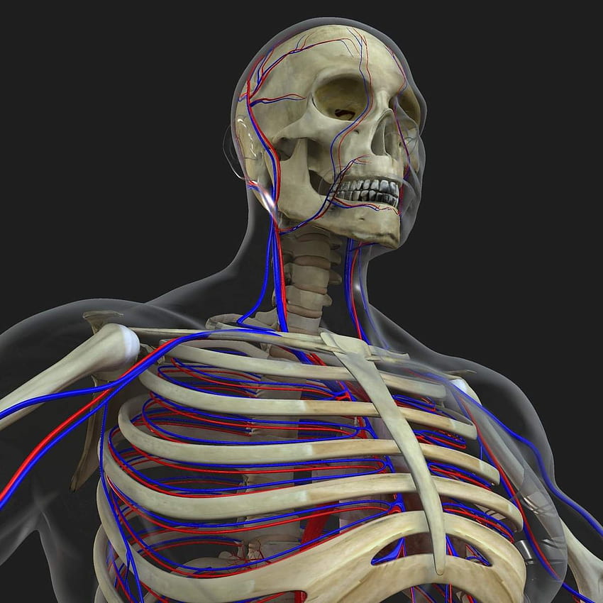 Male Circulatory System with Skeleton 3D Model HD phone wallpaper