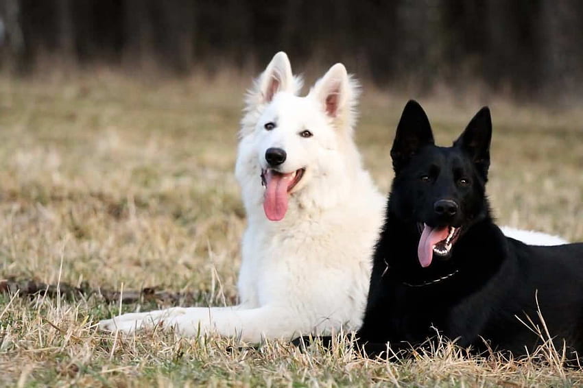 White German Shepherd Pups HD wallpaper