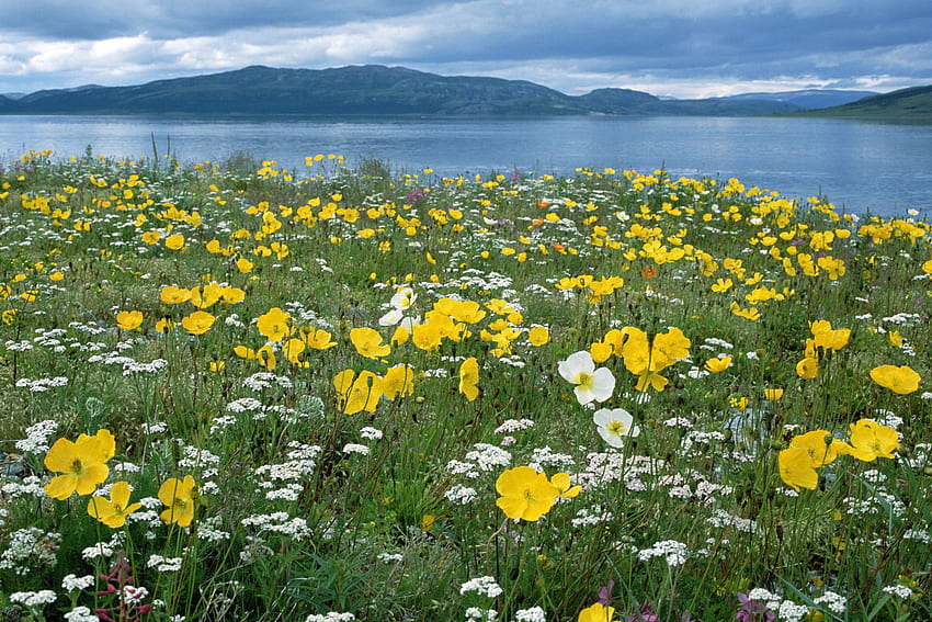 Feld der arktischen Mohnblumen, Mohnblumen, Arktis, Feld, gelb HD-Hintergrundbild