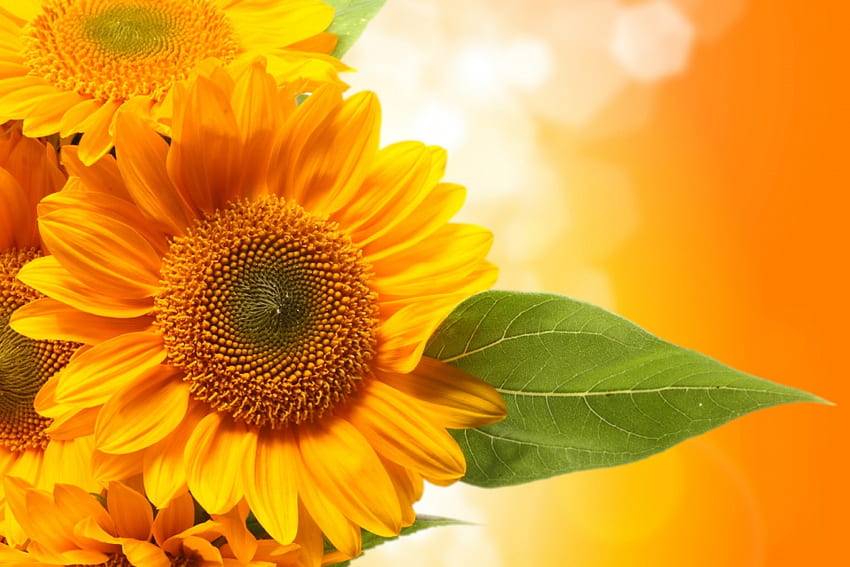 *** Tournesols ensoleillés ***, fleur, nature, fleurs, soleil, tournesol Fond d'écran HD