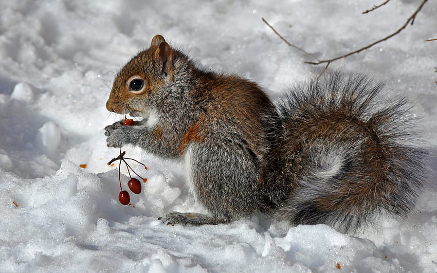 zwierzęta, wiewiórka, jedzenie, śnieg, jagody Tapeta HD