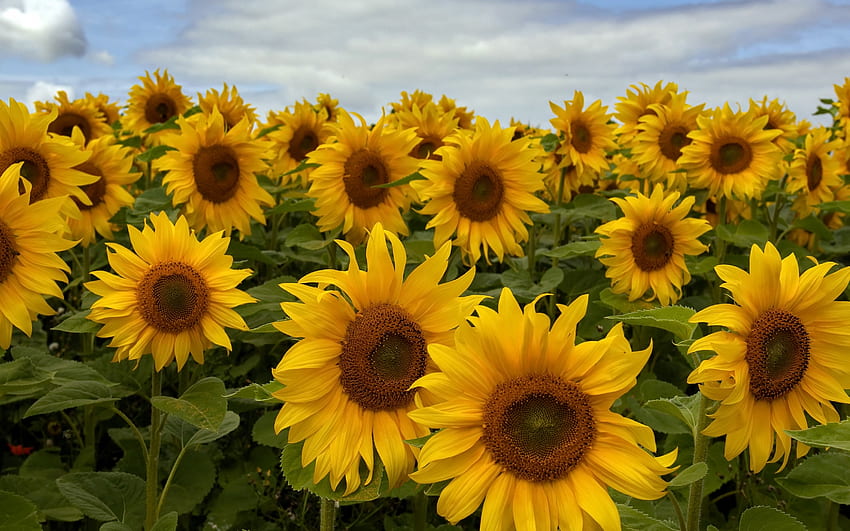 Sonnenblumen, Blumen, Pflanzen, gelb HD-Hintergrundbild