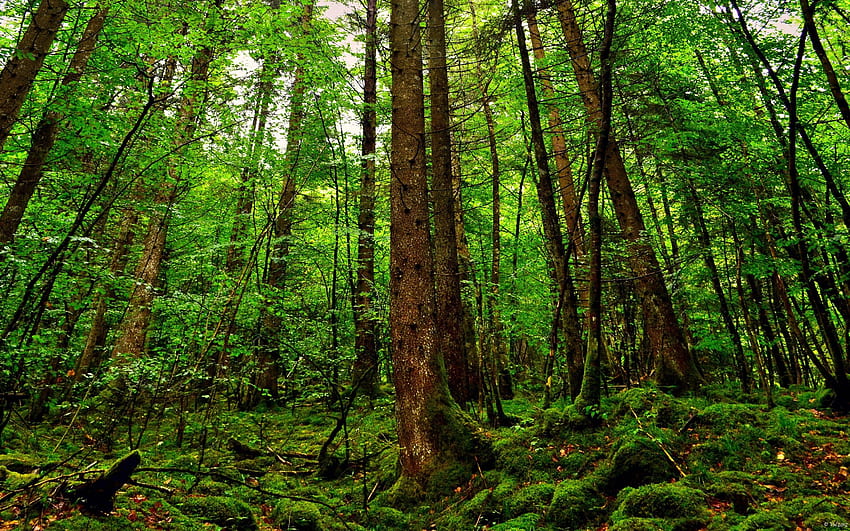hutan . Pohon hutan hujan, hutan hijau, latar belakang hutan Wallpaper HD