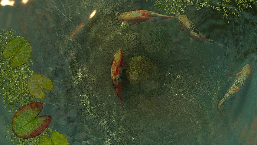 Koi Fish 3D Screensaver & Live, บ่อปลาคราฟ วอลล์เปเปอร์ HD