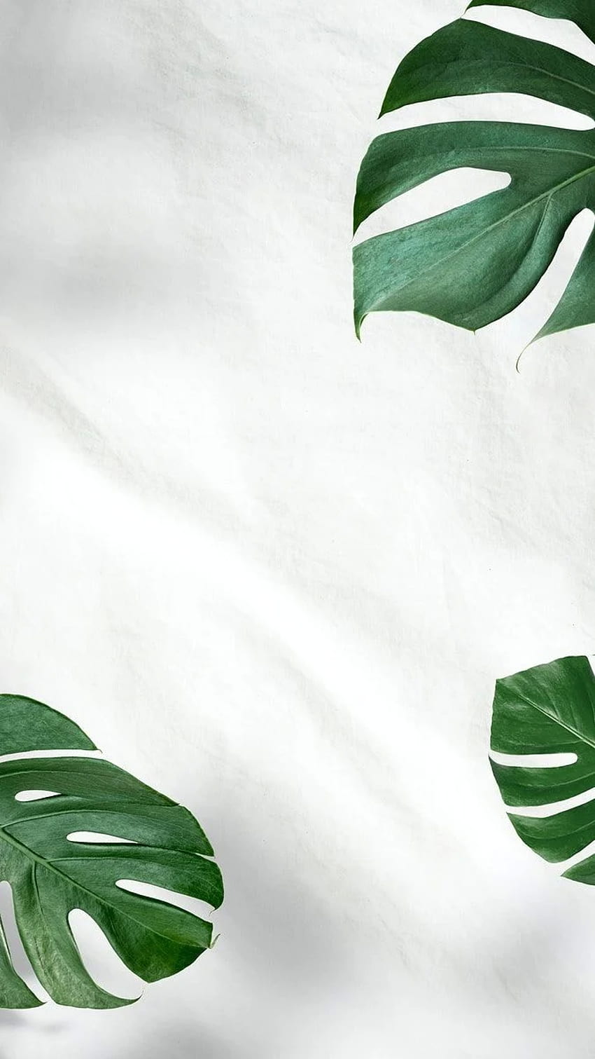 Aesthetic Plant Wallpapers HD for Desktop Free Download  PixelsTalkNet