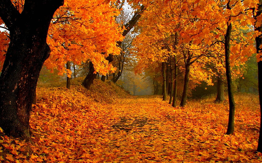Spadek, aleja, droga, natura, jesień, pomarańcza, las, liście Tapeta HD