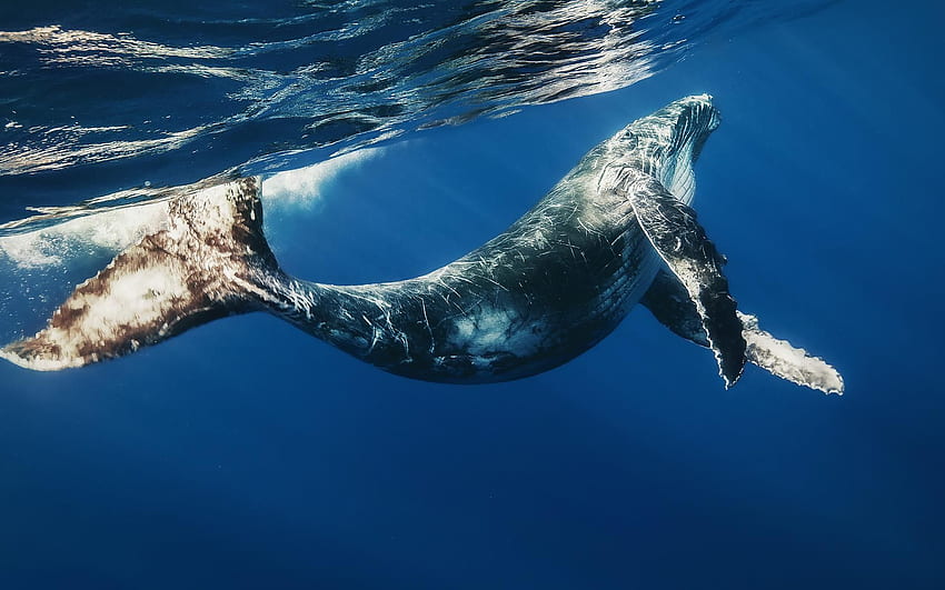 Whale . . Whale , Whale, Blue whale, Ocean Whale HD wallpaper