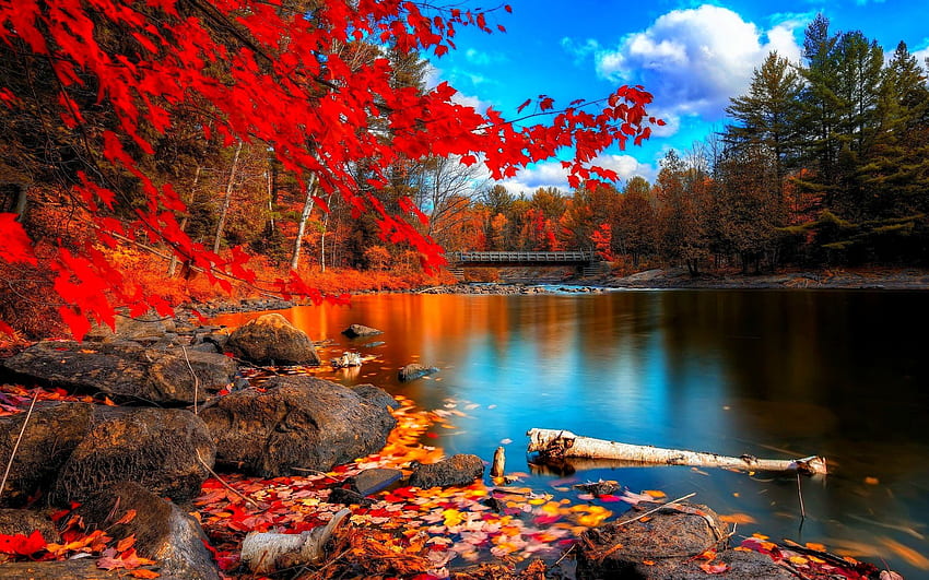 Autumn season fall color tree forest nature landscape, Colorful Forest ...