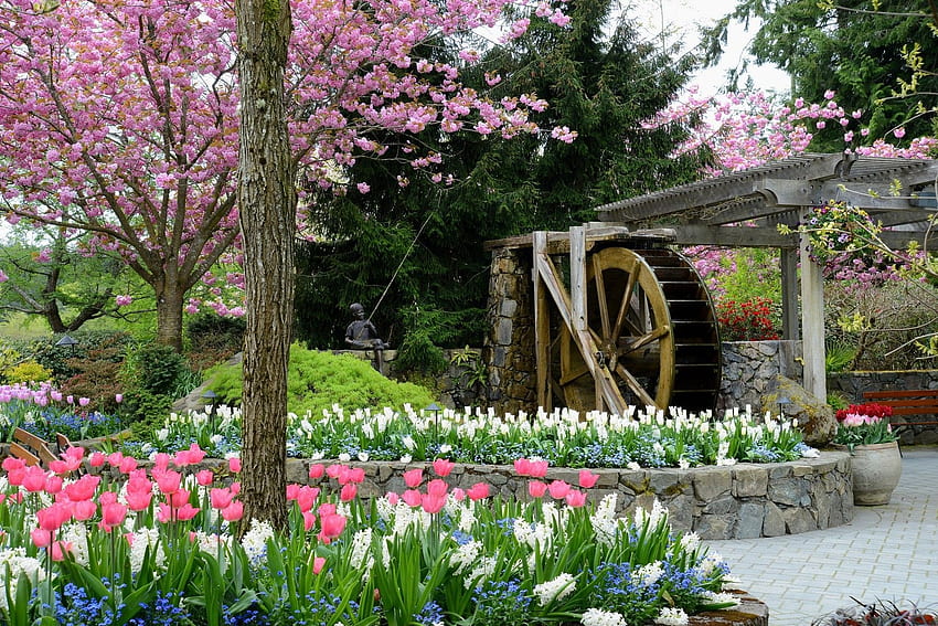 Butchart Gardens, Canada, mill wheel, blossoms, blooming, tulips, spring, park, tree HD wallpaper