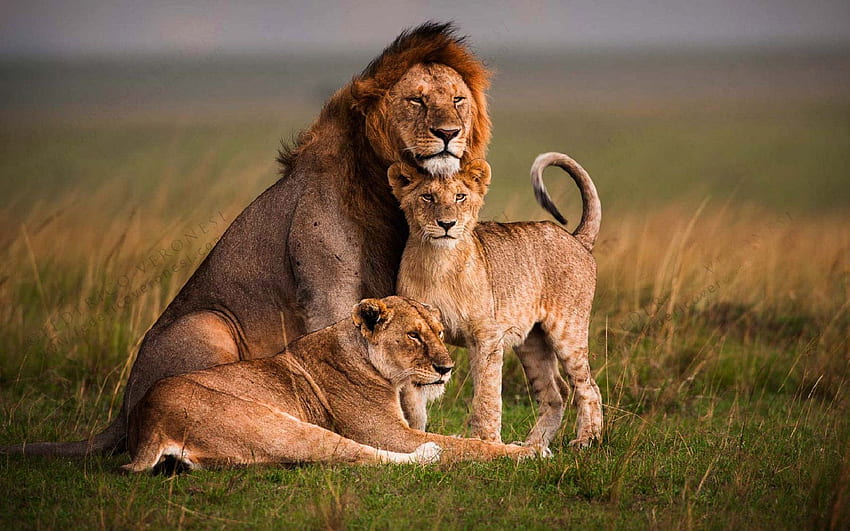 Familia de leones - Animal, Familia, Jungla - , Familia de leopardos fondo  de pantalla | Pxfuel
