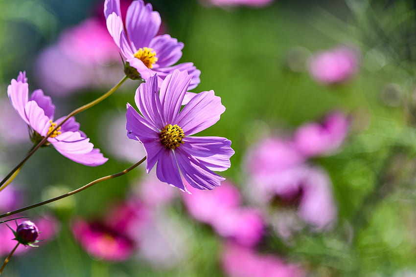 Kosmos, Bunga, Merah Muda, Musim Semi, Taman Wallpaper HD