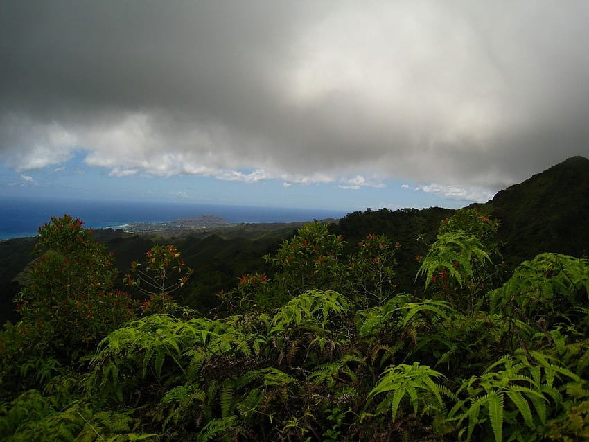 Jaki jest kraj o najbardziej zróżnicowanym klimacie na planecie, tropikalny deszcz Tapeta HD