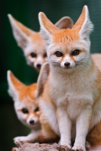Animal fennec fox HD wallpapers | Pxfuel