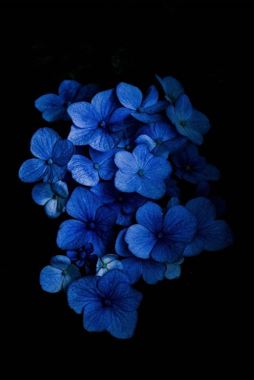 ดอกไม้สีน้ำเงินเข้ม Aesthetic ดอกไม้สีดำและสีน้ำเงิน วอลล์เปเปอร์โทรศัพท์ HD