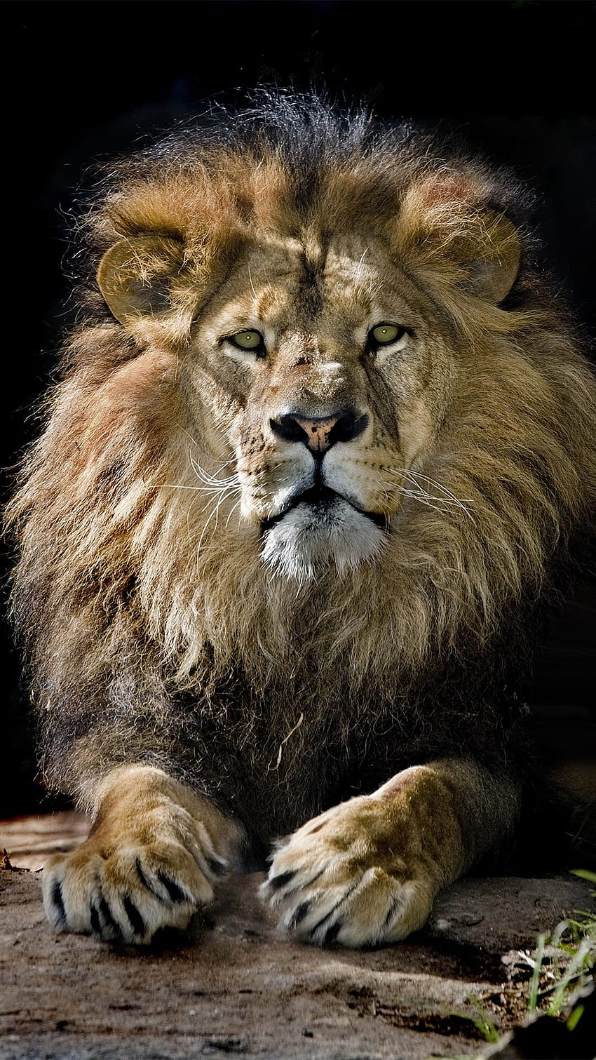 Lion Android - Awesome, Cool Lion HD phone wallpaper