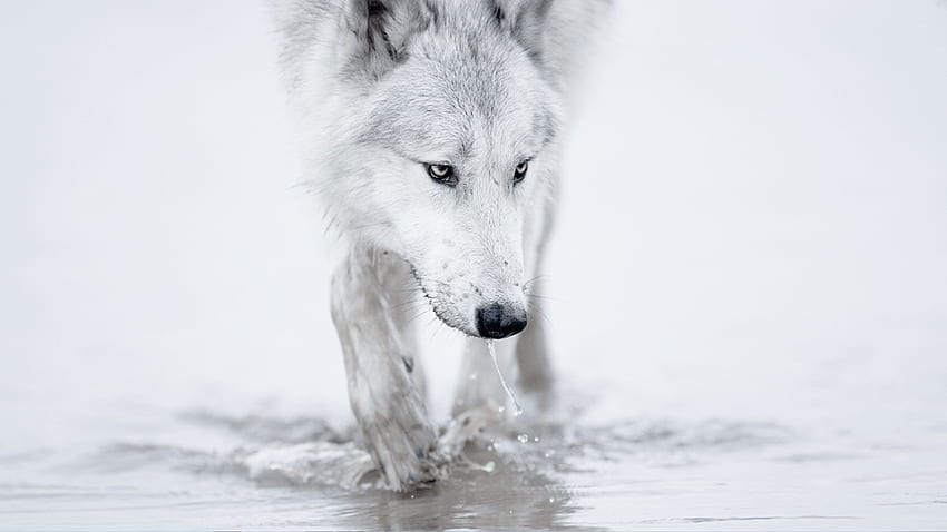 Wolf - Wolf - Wolves - Wolf wall paper, Evil White Wolf HD wallpaper