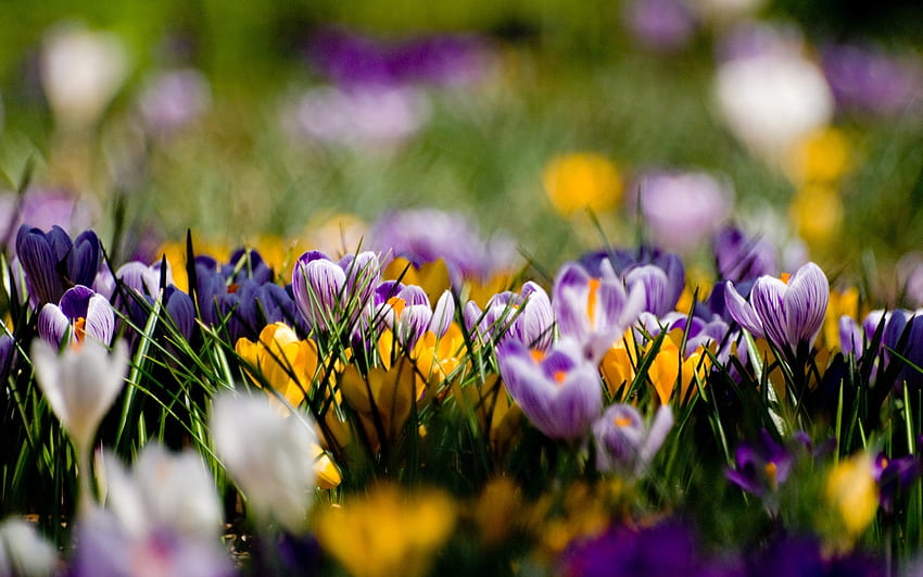 Musim semi, bunga, kegembiraan, crocus Wallpaper HD