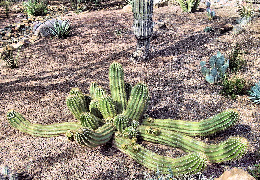 ogród botaniczny kaktus, ogród kaktusów, arizona, feniks, papago park, ogród botaniczny, kaktus Tapeta HD