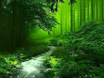Road through a magical forest, road, brush, forest, green HD wallpaper ...