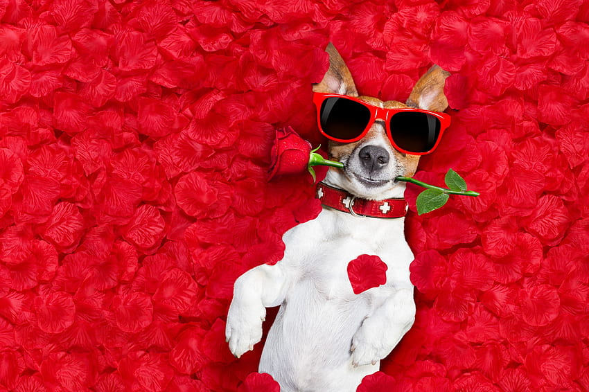 :-), dog, animal, white, jack russell terrier, valentine, rose, sunglasses, red, funny, paw, caine HD wallpaper