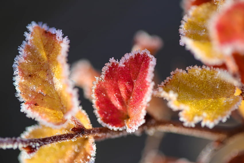 Blätter, Makro, Ast, Raureif, Frost HD-Hintergrundbild