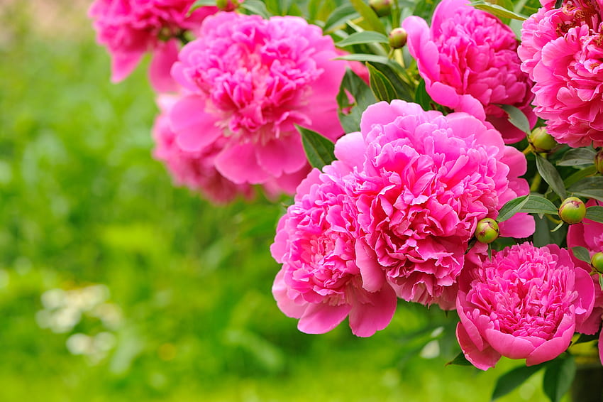 Pink peonies, summer, pink, peonies, pretty, garden, beautiful, flowers, spring HD wallpaper