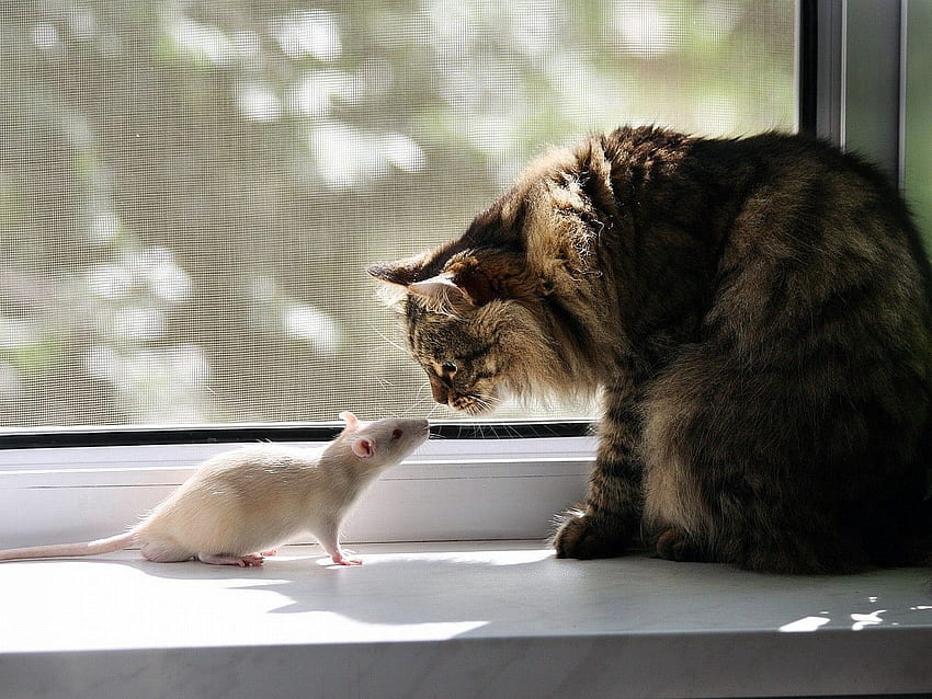 Animals, Cat, Window, Window Sill, Windowsill, Rat, Acquaintance HD wallpaper