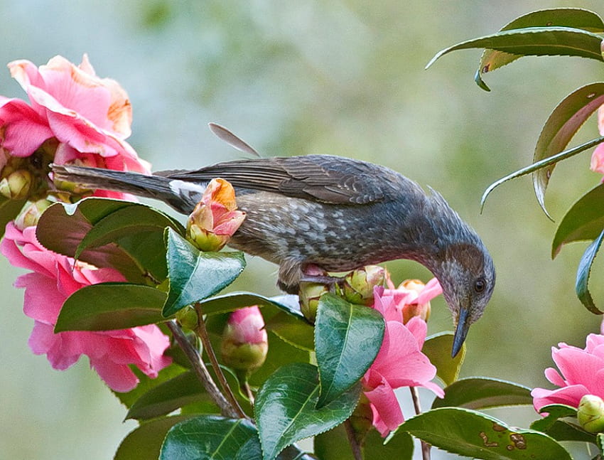Spotted Something, starling, pink, leaves, buds, bird, green, flowers, camelia HD wallpaper