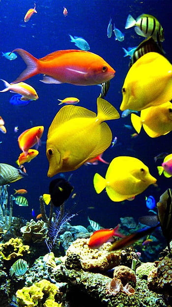 fish tank wallpaper for iphone