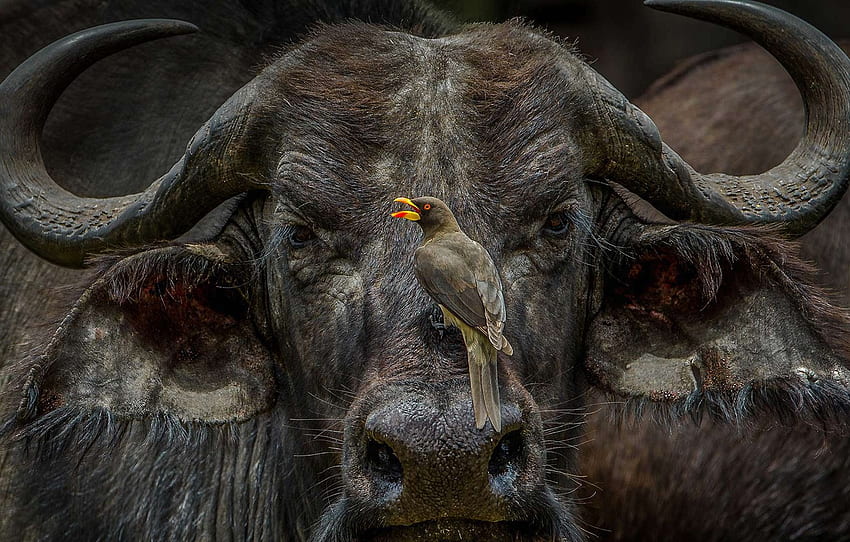 Kenya, Masai Mara, African Buffalo, buff Starling, volclay for , section животные HD wallpaper