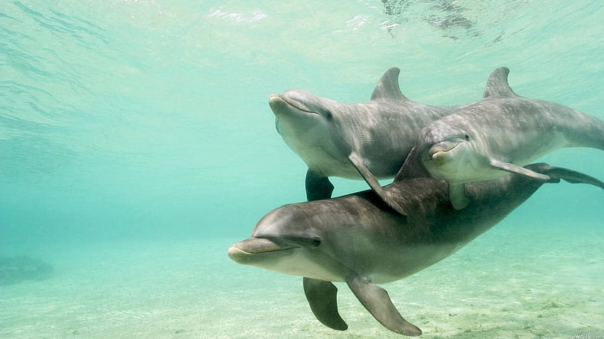 Tiere, Delfine, Familie, Unterwasserwelt, Schwimmen, Schwimmen, Pflege HD-Hintergrundbild