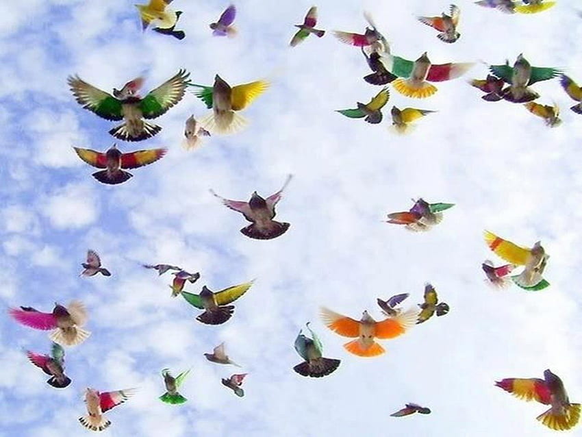 Colibríes, pájaros, animales, cielo, mosca. fondo de pantalla